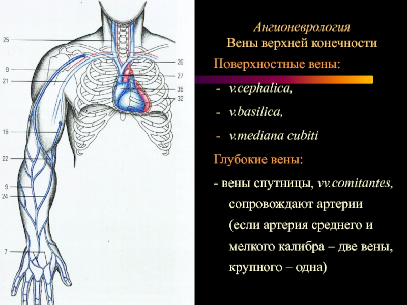 Вены Цефалика И Базилика