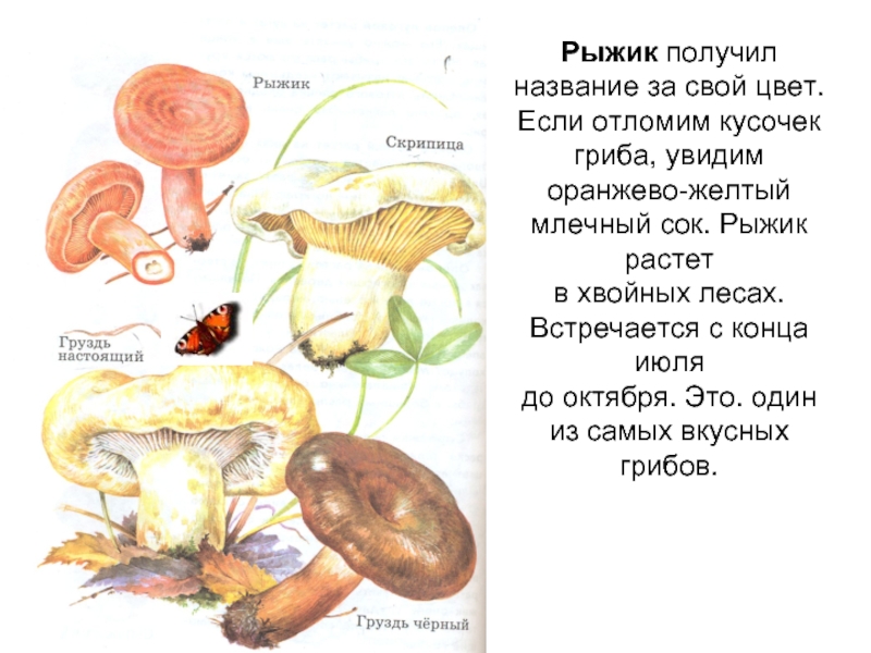 Рыжик по имени Аля удовлетворяет себя