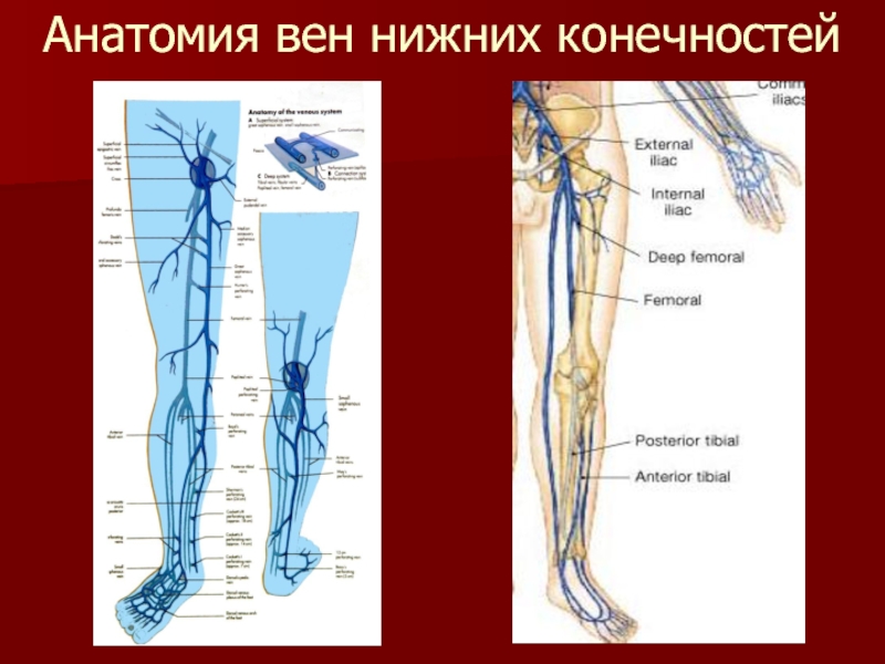 Вены На Ногах Анатомия Фото