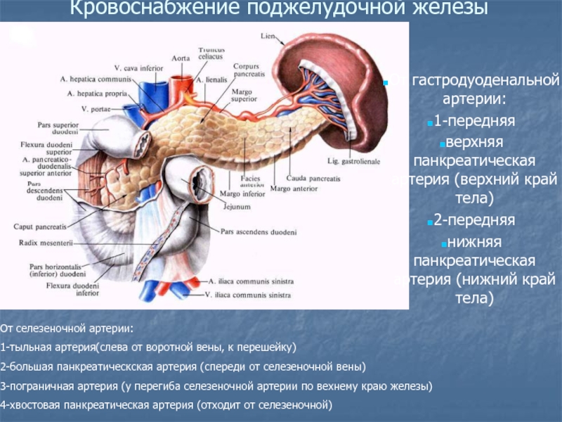 Диаметр Селезеночной Вены 8 Мм