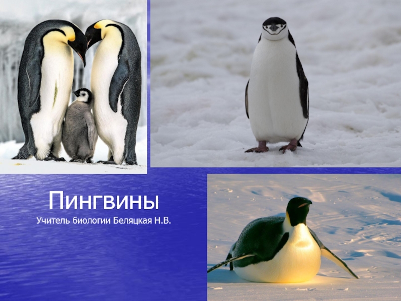 Пингвины Учитель биологии Беляцкая Н.В