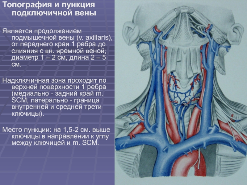 Вены Шеи Анатомия