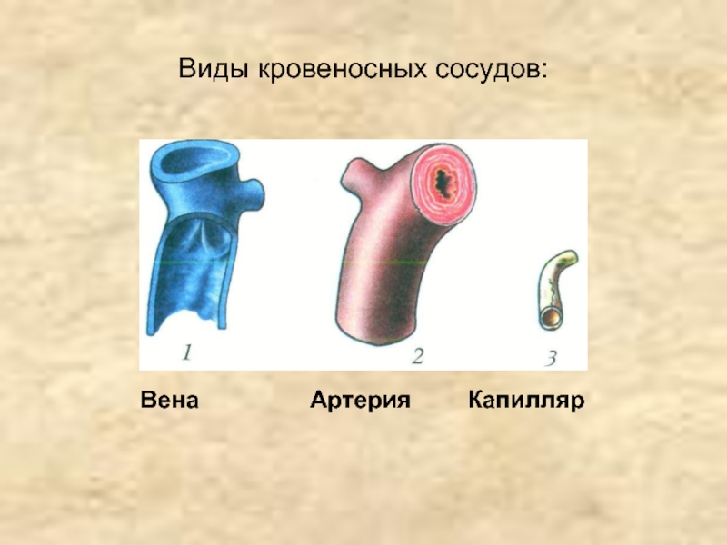 Вены Артерии Капилляры