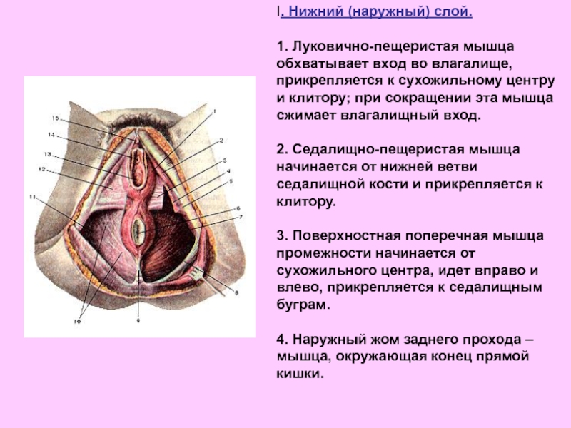 Клитор к клитору