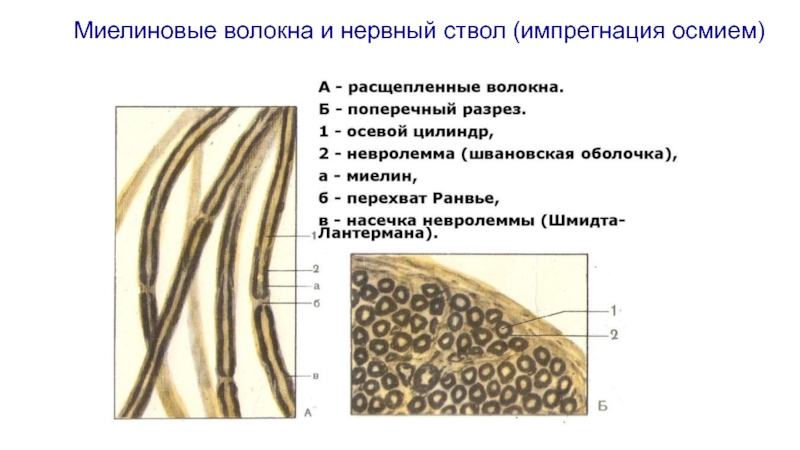 Секс Фурри Комикс Импрегнация