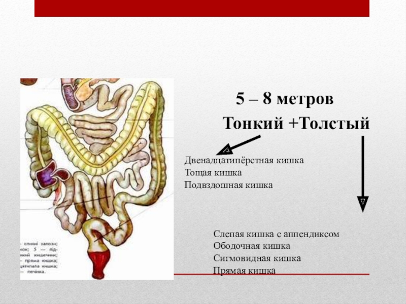 Скачать Секс С 18 Летней Тощей Кишкой