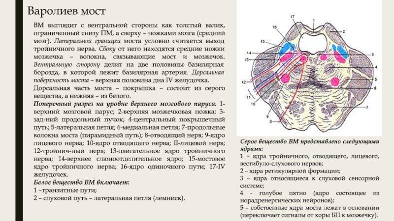 Зрелые Тети Вид Снизу Порно