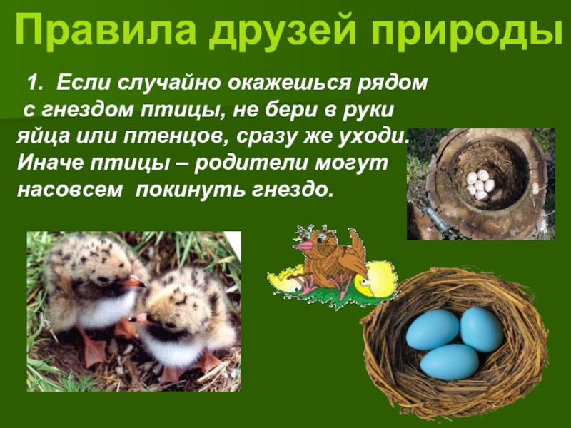 Правила друзей природы 1. Если случайно окажешься рядом с гнездом птицы, не бери в рукияйца или птенцов,