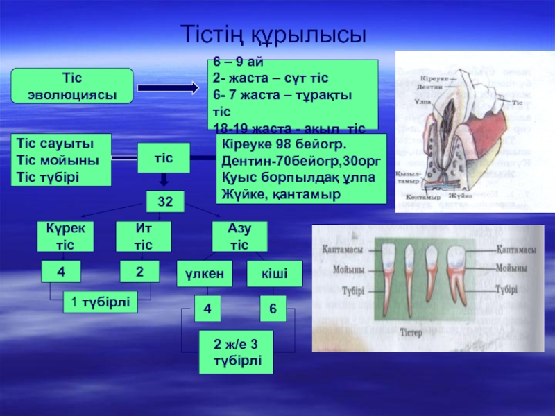 Тістем түрлері презентация