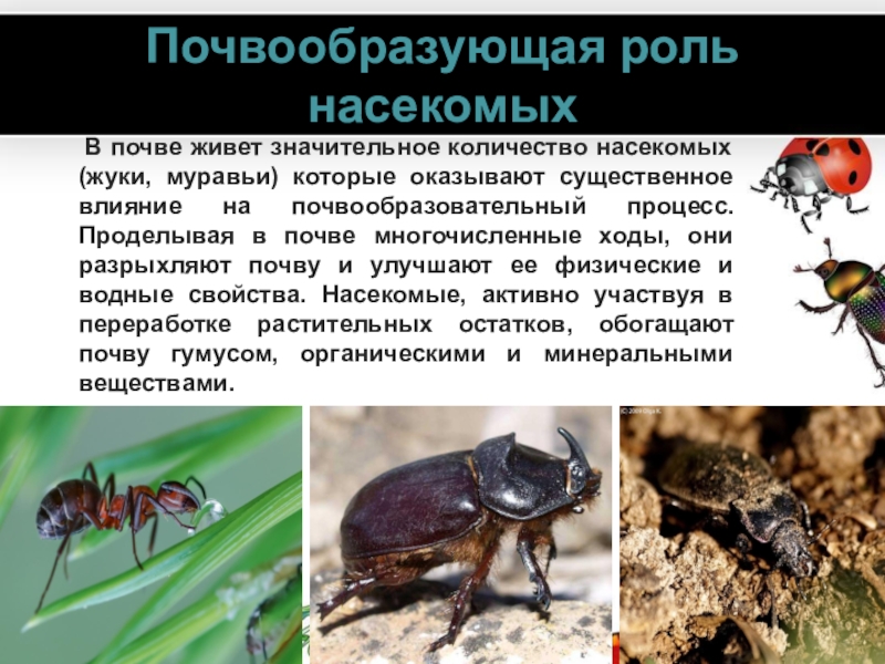 Почвообразующая роль насекомых       В почве живет значительное количество насекомых (жуки, муравьи)