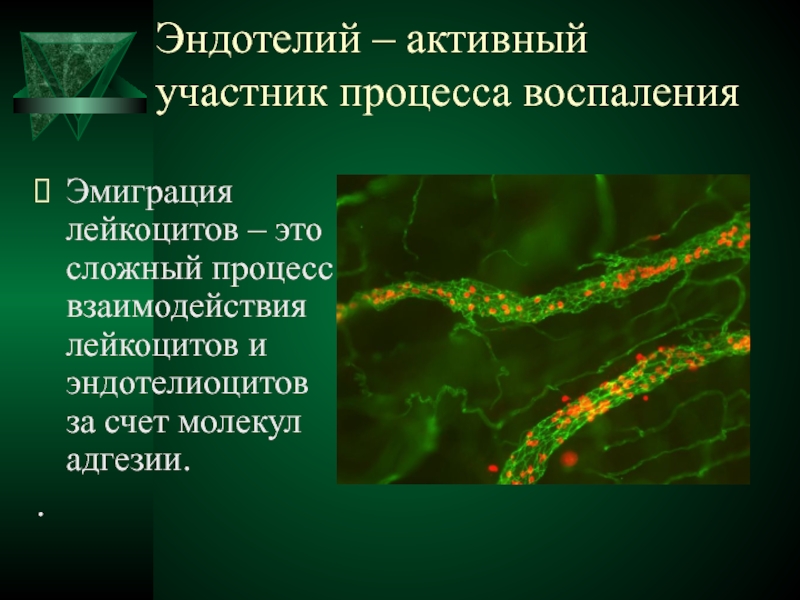 Воспалительные процессы нервной системы. Воспалительный процесс. Эндотелиоцит. Эндотелиоциты фото.