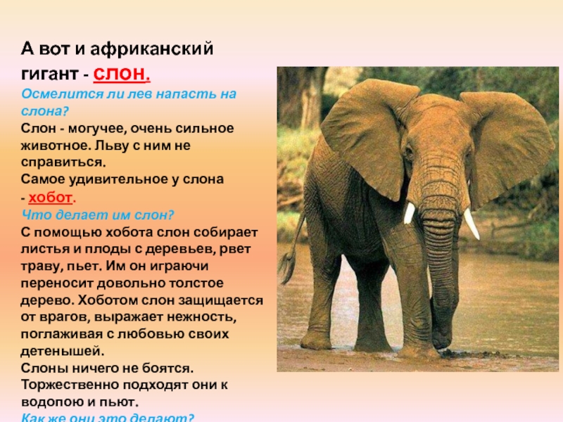 Слон рассказ окружающий мир. Описание слона. Слоны информация. Слон краткая информация. Доклад про слона.