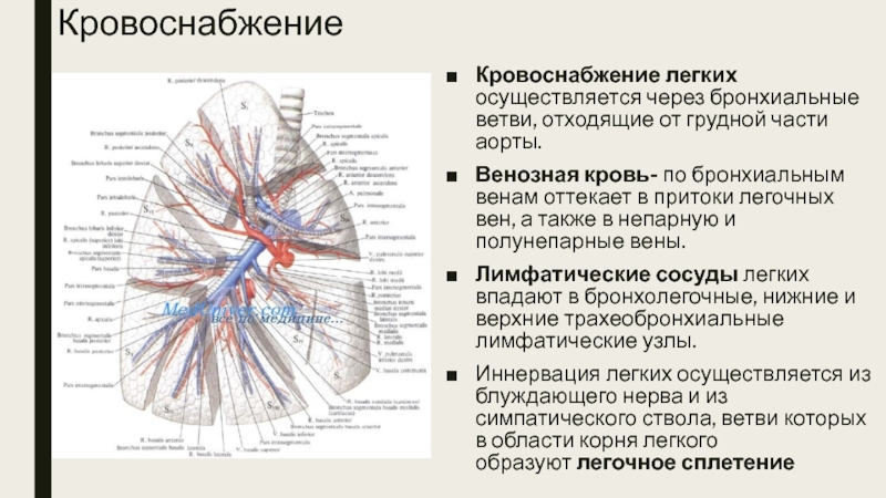 Схема кровообращение в грудной полости