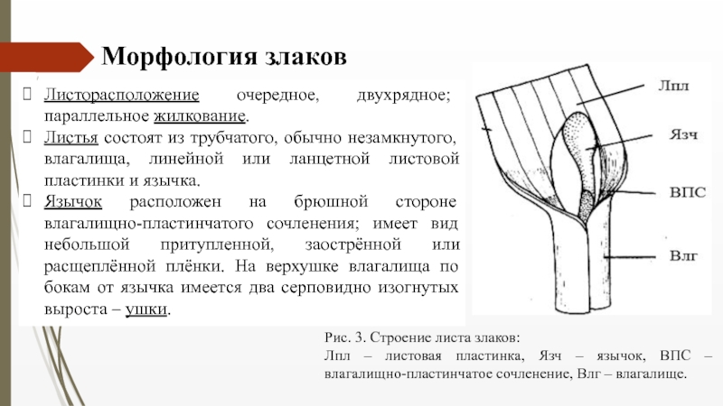 Семейство Злаковые ( Роасеае Barnh.) Листорасположение очередное, двухрядное; параллельное жилкование.Листья состоят из трубчатого, обычно незамкнутого, влагалища, Листорасположение очередное, двухрядное; параллельное жилкование.Листья состоят из трубчатого, обычно незамкнутого, влагалища, линейной или ланцетной листовой пластинки и