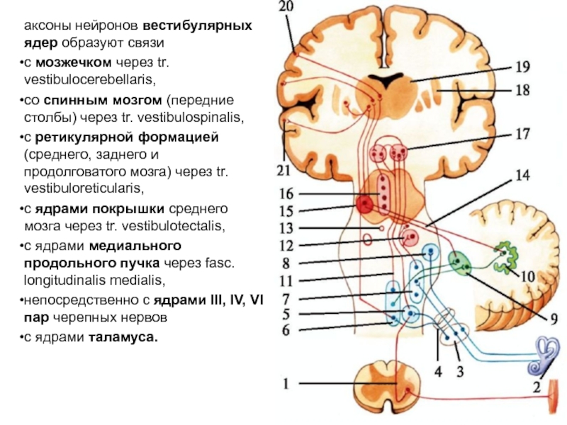 Вестибулярный аппарат картинка с подписями