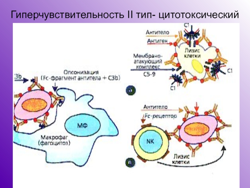 Второй тип аллергической реакции схема