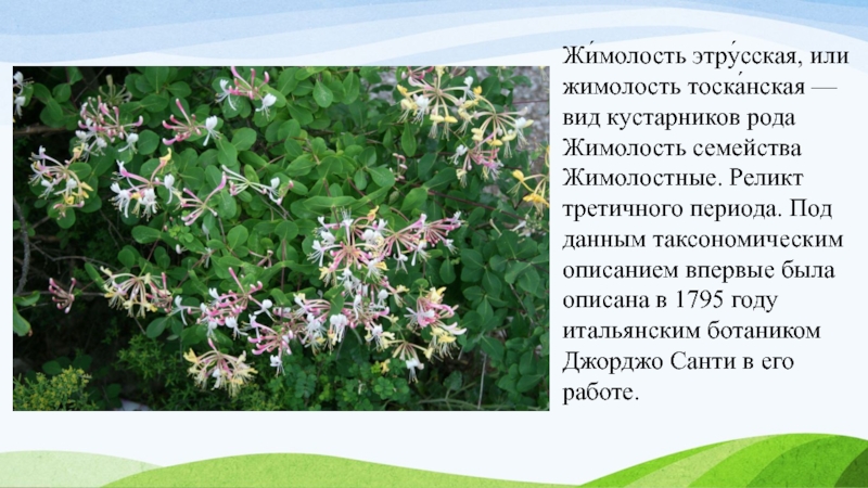 Жи́молость этру́сская, или жимолость тоска́нская — вид кустарников рода Жимолость семейства Жимолостные. Реликт третичного периода. Под данным