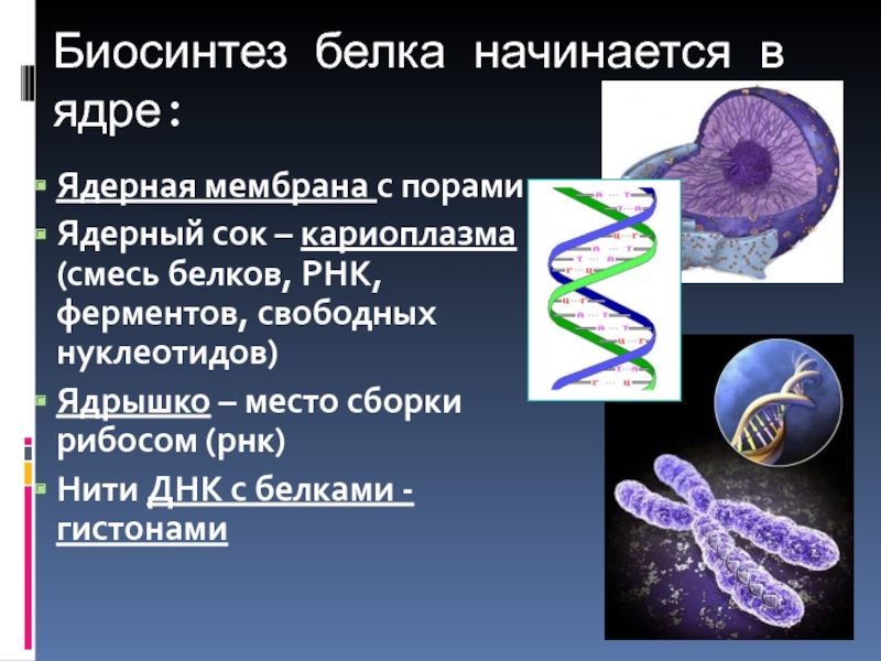 Ядро в биосинтезе белка. Нити ДНК В ядре. Нити РНК В ядрышке. Кариоплазма. Белки в ядре.