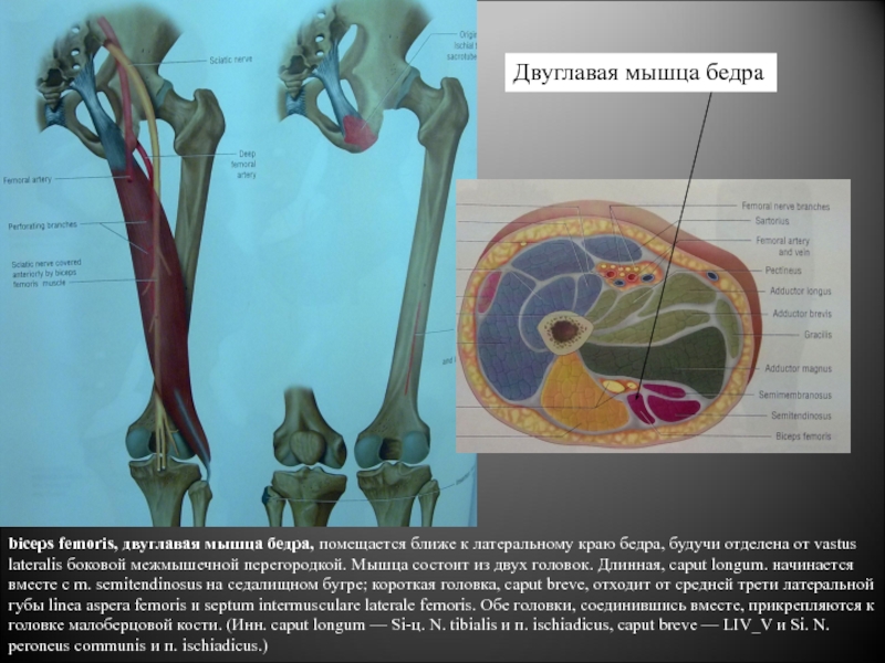 Biceps femoris Caput breve