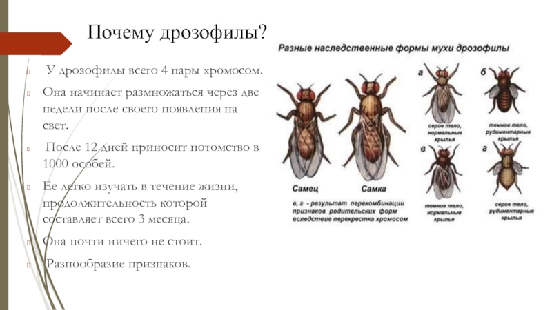 Задачи с мухами дрозофилами