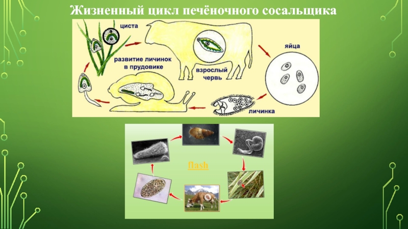 Жизненный цикл печеночного. Цикл развития плоских червей. Цикл развития одноклеточных организмов. Одноклеточные жизненные циклы сосальщика печеночного. Развитие личинок в прудовике.