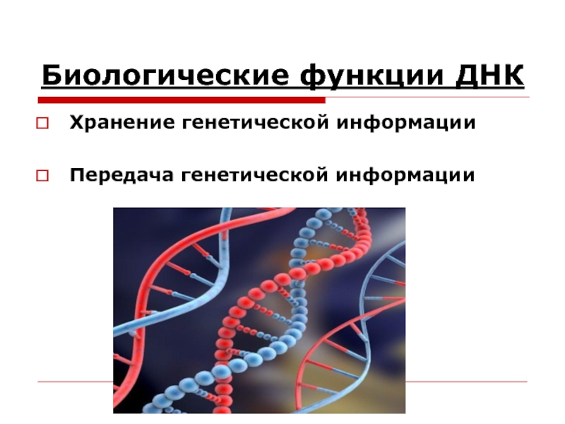 Транспорт наследственной информации. Генетическая информация. Биологические функции ДНК. Виды передачи генетической информации. Хранение ДНК.
