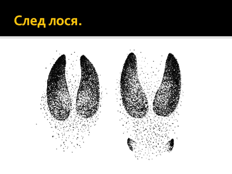 След лося. Следы лося. Следы оленя. След благородного оленя. Следы копытных животных.