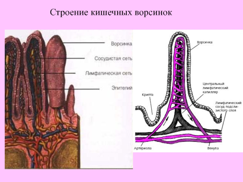 Кишечные ворсинки характерны для. Микроскопическое строение кишечной ворсинки. Строение ворсинки тонкого кишечника. Схема строения ворсинки тонкой кишки. Схема строения кишечной ворсинки.