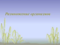 Размножение организмов