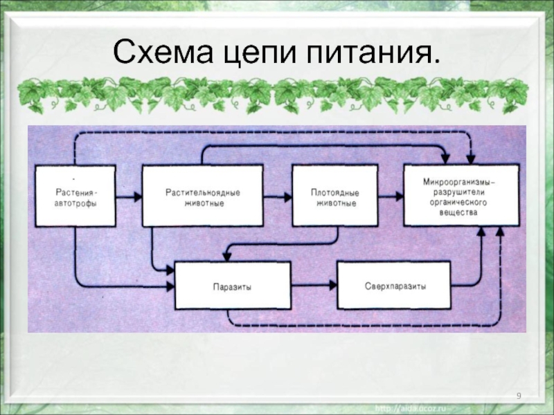 Схема пищевой цепи лесного биоценоза