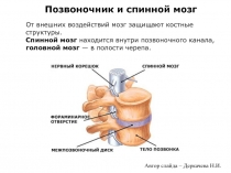 От внешних воздействий мозг защищают костные структуры.
Спинной мозг находится