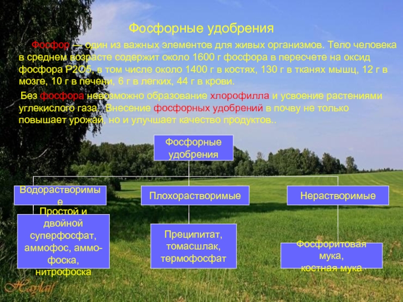 Фосфорное удобрение презентация