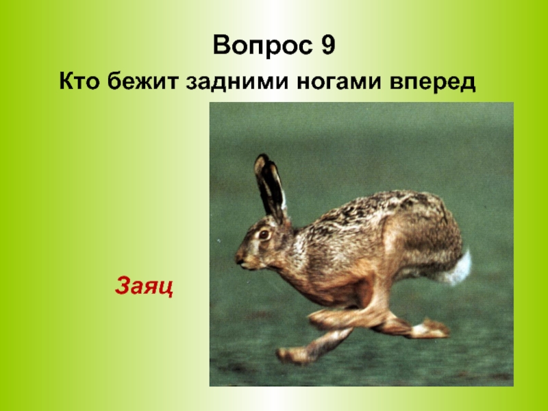 У зайца русака глаза коричневые. Кто бежит задними ногами вперед. Заяц бежит вперед. Кто бежит выставляя вперёд задние ноги. Задние ноги зайца.