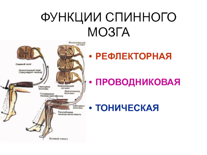 5 спинномозговых рефлексов. Тоническая функция спинного мозга. Рефлекторная функция спинного мозга. Рефлекторная и проводниковая функции спинного мозга. ТОНИЧЕСКА ункци спиннрго мощга.