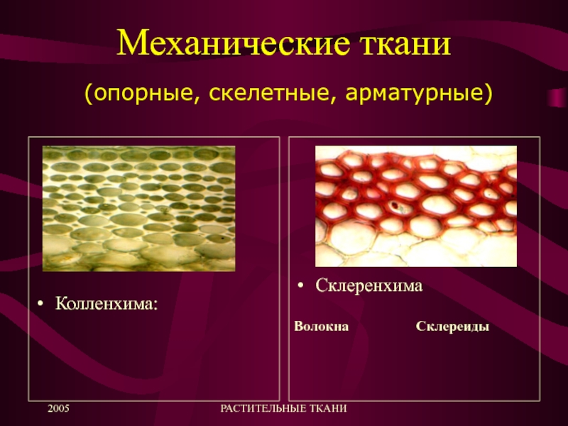 Скелетные ткани презентация