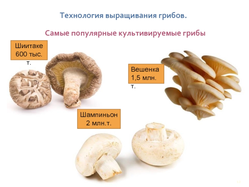 Технология выращивания грибов.Самые популярные культивируемые грибыВешенка 1,5 млн.т.Шампиньон 2 млн.т.Шиитаке 600 тыс.т.