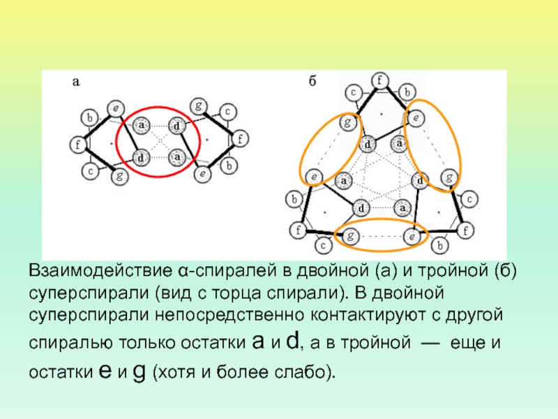Взаимодействие белка. Суперспираль белков. Спираль взаимодействие. Суперспираль Тип спирали. Организация тройного и.