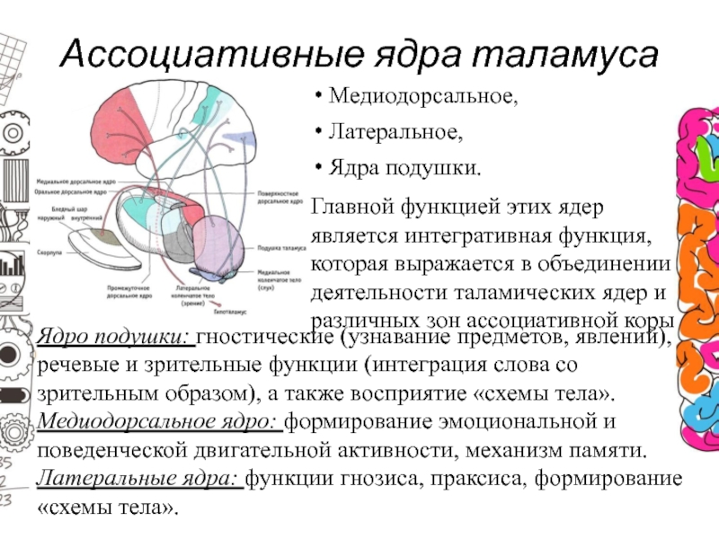 Схема ядер таламуса