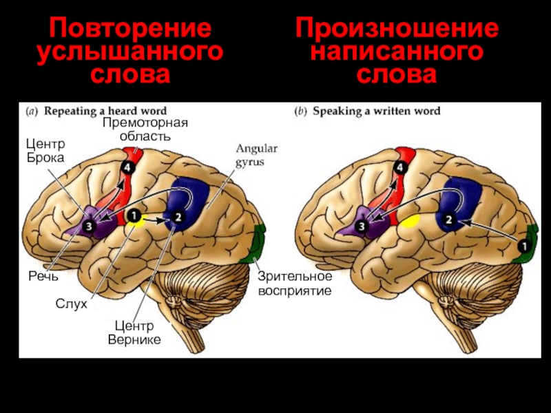 В каком отделе мозга находится центр слуха. Мозг зоны Брока и Вернике. Центр Брока и Вернике функции. Речевые центры Брока и Вернике.