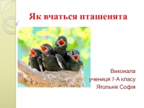 Як вчаться пташенята