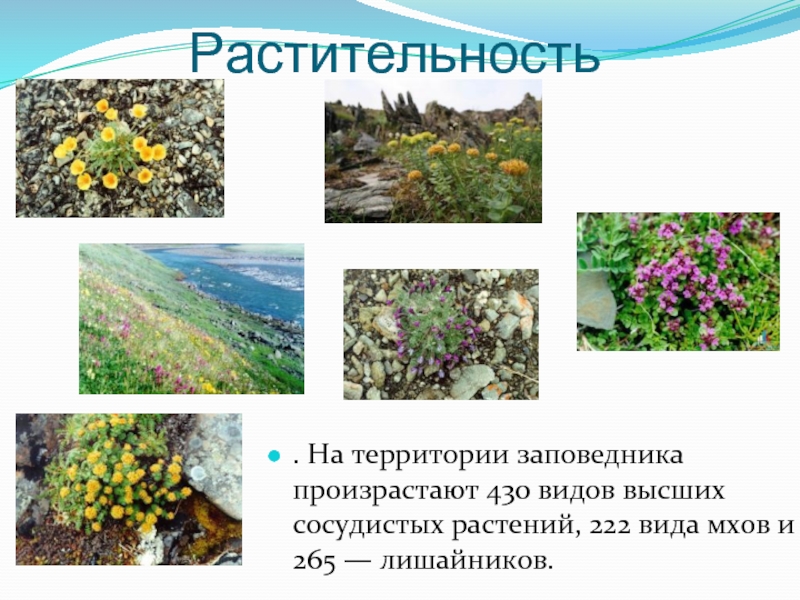 Растительность. На территории заповедника произрастают 430 видов высших сосудистых растений, 222 вида мхов и 265 — лишайников.