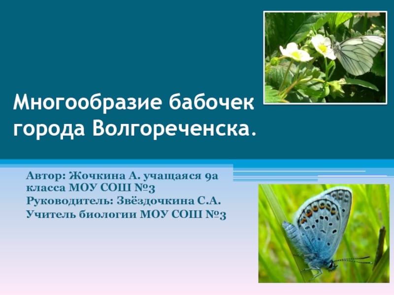 Презентация Многообразие бабочек города Волгореченска