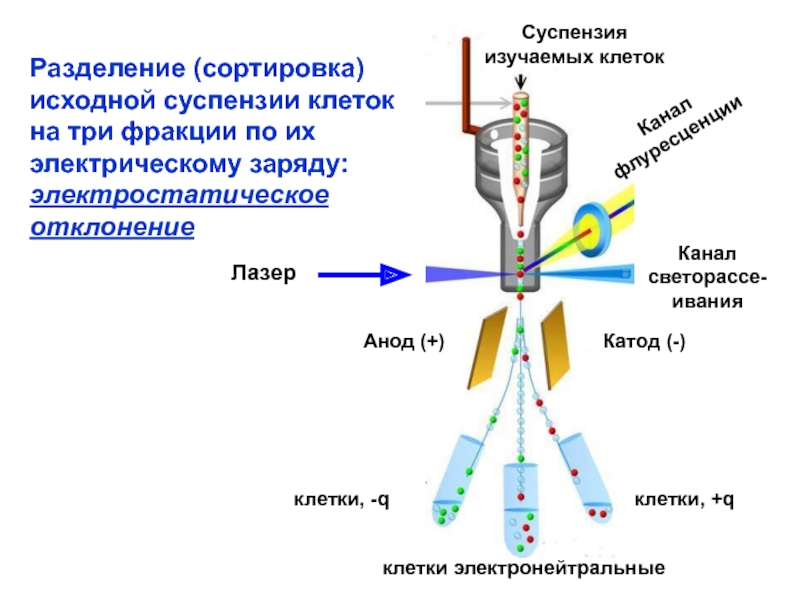 Электрическое деление. Клеточная суспензия. Методы разделения суспензий. Суспензии, методы разделения суспензий. Методы разделения клеточных биосуспензий.