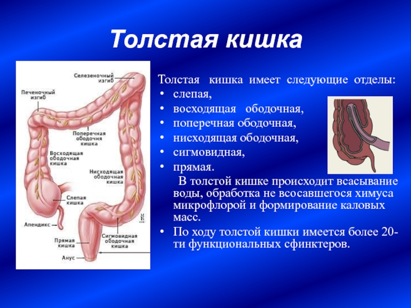 Система толстого