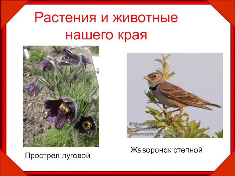 Растения и животные нашего краяЖаворонок степнойПрострел луговой