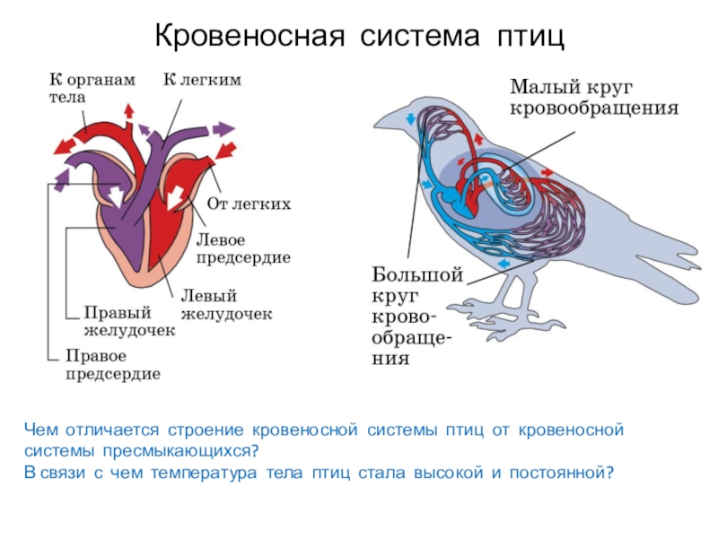 Кровеносная система птиц замкнутая. Сердечно сосудистая система птиц. Строение кровеносной системы птиц. Сердечно сосудистая система птиц анатомия. Кровеносные сосуды птиц.