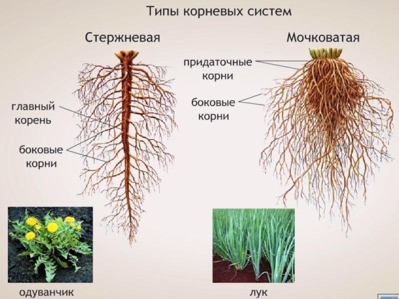 К какому классу относится растение корневая система. Стержневая и мочковатая корневая. Корневые и мочковатые корни растений. Строение мочковатой корневой. Стержневой и мочковатый корень.