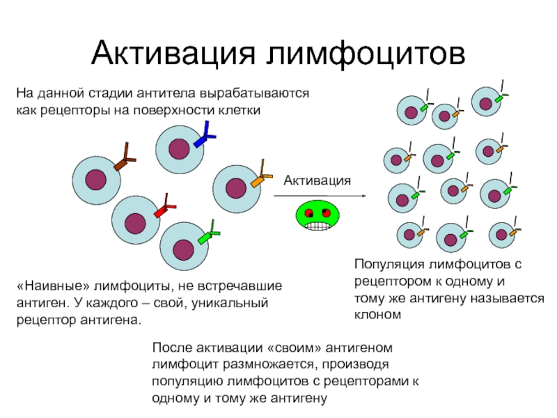 Действия лимфоцитов