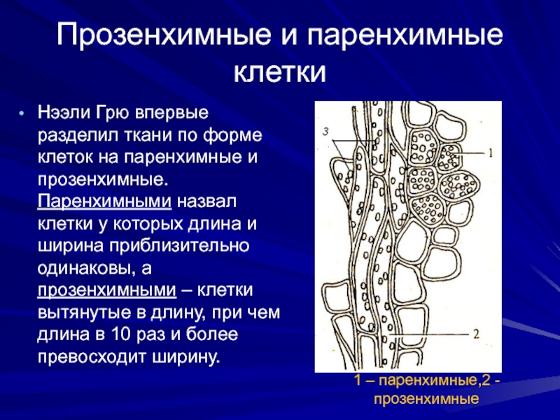 Какую форму имеют клетки. Паренхимные и прозенхимные клетки. Формы растительных клеток паренхимные и прозенхимные. Прозенхимная форма клеток характерна для. Празенхианве и паренхивные.