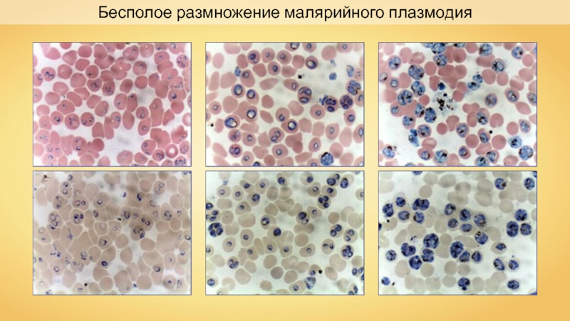 Презентация на тему способы размножения животных оплодотворение 7 класс биология